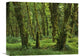 "Hoh Rainforest, Olympic National Park, Washington" Artwork, 16" x 12"