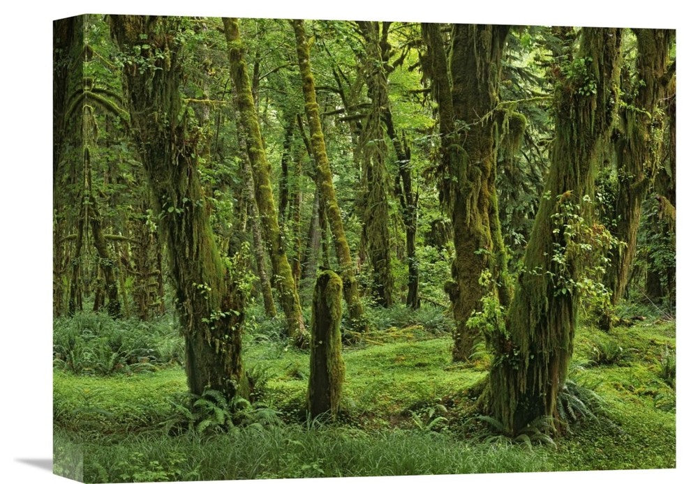 "Hoh Rainforest, Olympic National Park, Washington" Artwork, 16" x 12"