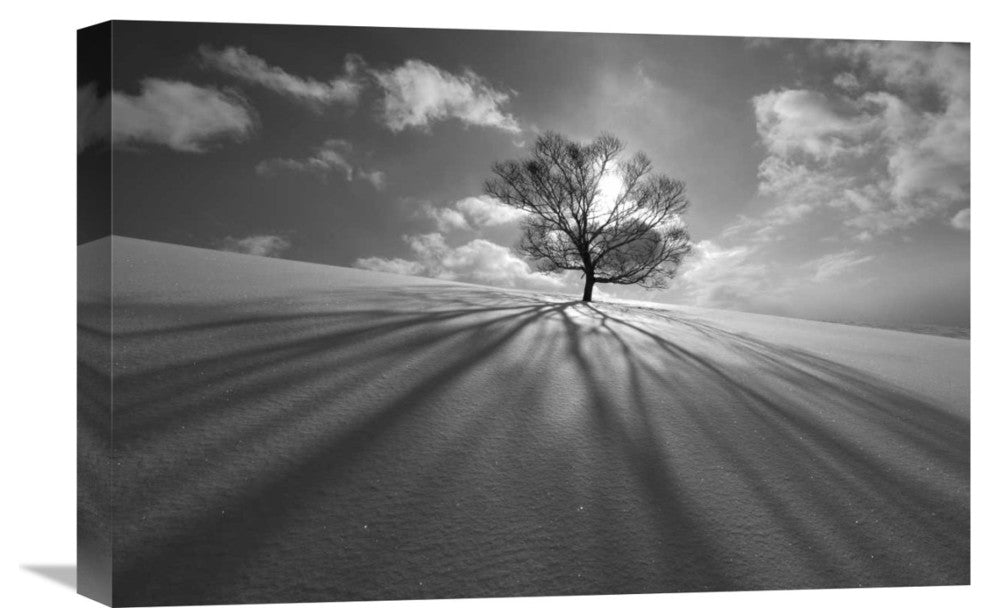 "Tree Shadow" Stretched Canvas Giclee by Kengo Shibutani, 22x15"
