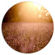 Brown Tinged Lavender Field Sunset, Floral Round Wall Art, 36"