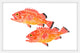 "Yelloweye Rockfish" Framed Painting Print, 18"x12"