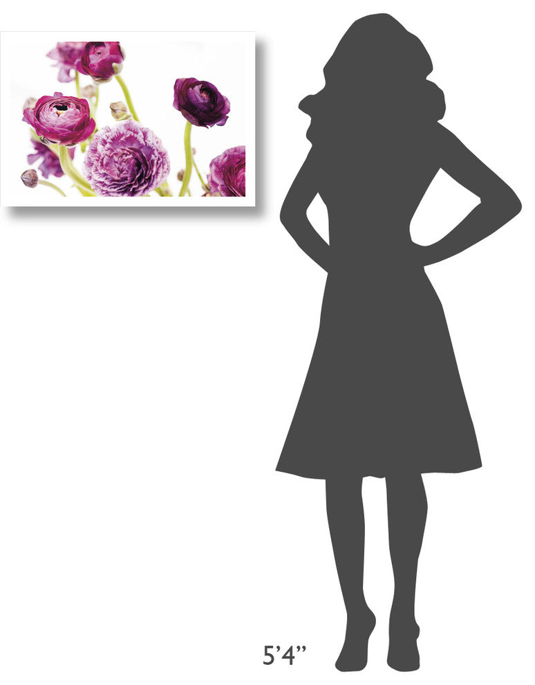 "Spring Ranunculus IV" Digital Paper Print by Laura Marshall, 26"x18"