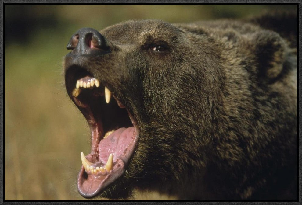 "Grizzly Bear calling, North America"  by Tim Fitzharris, 25x17"