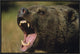 "Grizzly Bear calling, North America"  by Tim Fitzharris, 25x17"