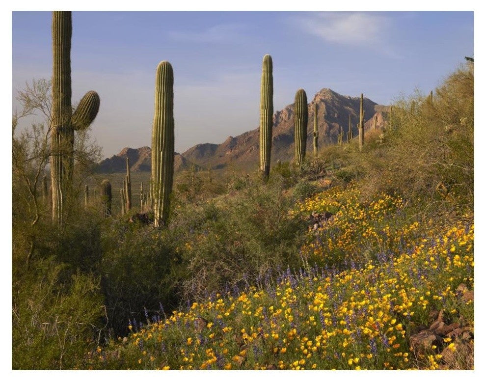 "Saguaro cacti and California Poppy field at Picacho Peak SP" Paper Art, 18"x14"
