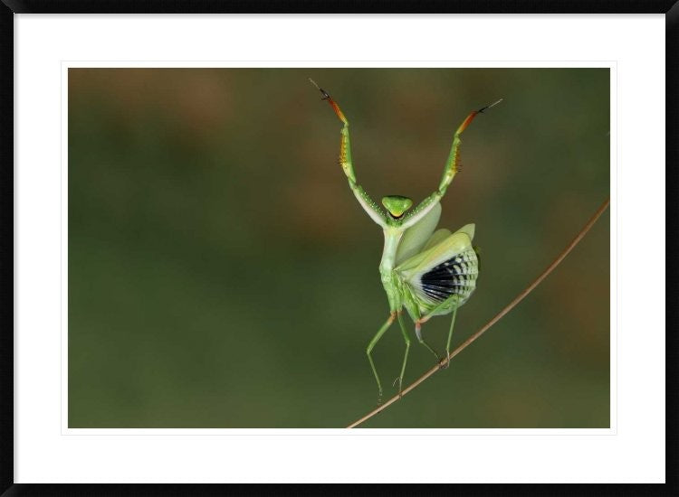 "Are You Gonna Dance With Me ?" Framed Digital Print by Hasan Baglar, 38"x28"
