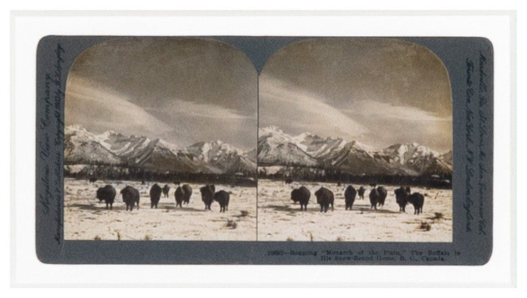 Monarch Of The Plain By Gold Rush Art Co