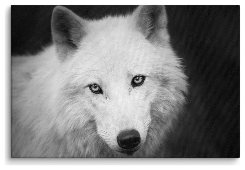 Black and White Portrait of White Wolf Wildlife Photograph Canvas Wall Art Print, 24" X 36"