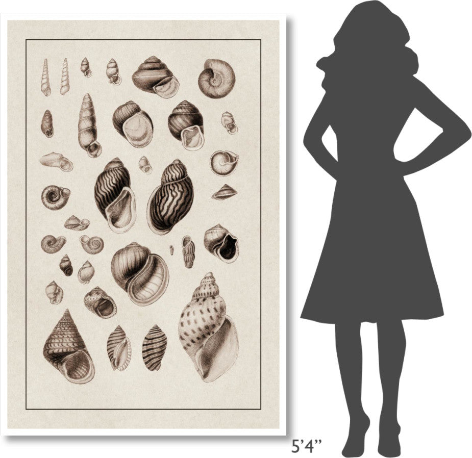 "Shells: Sessile Cirripedes #2 (Sepia)" Paper Print by G.B. Sowerby, 42"x62"