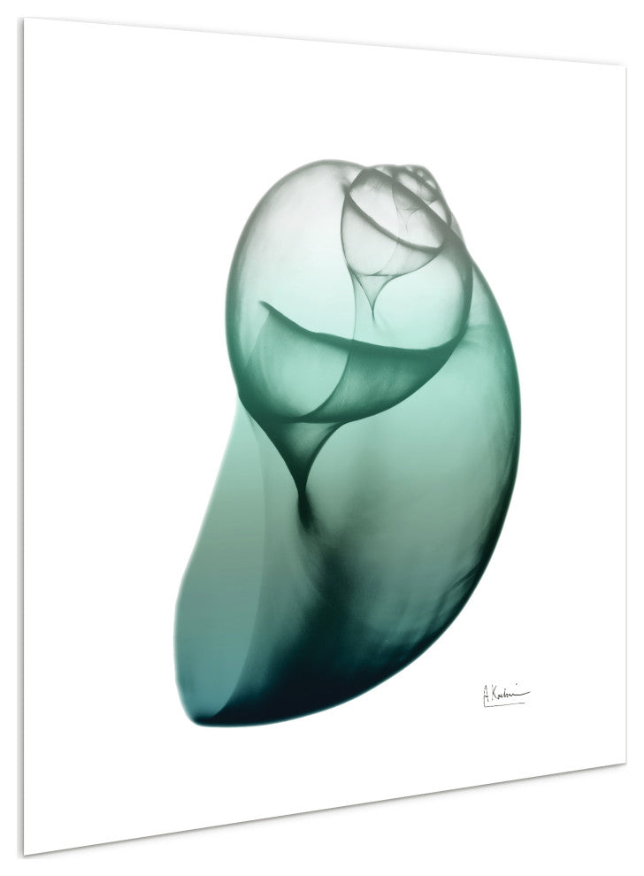 "Shimmering Snail I" Wall Art on Frameless Free Floating Tempered Glass Panel