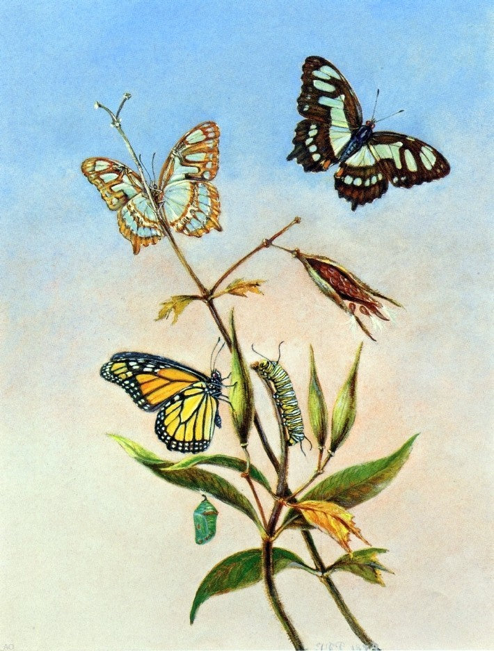 II Titian Ramsey Peale Butterflies, 21"x28" Wall Decal