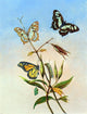 II Titian Ramsey Peale Butterflies, 21"x28" Wall Decal