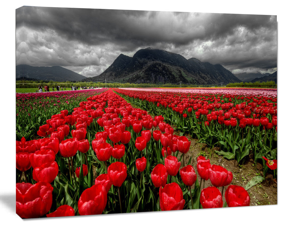 Rows of Bright Ruby Red Tulips, Large Landscape Canvas Art, 60"x28"