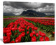 Rows of Bright Ruby Red Tulips, Large Landscape Canvas Art, 60"x28"