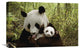 "Giant Panda Gongzhu And Cub, Wolong Nature Reserve, China" Artwork