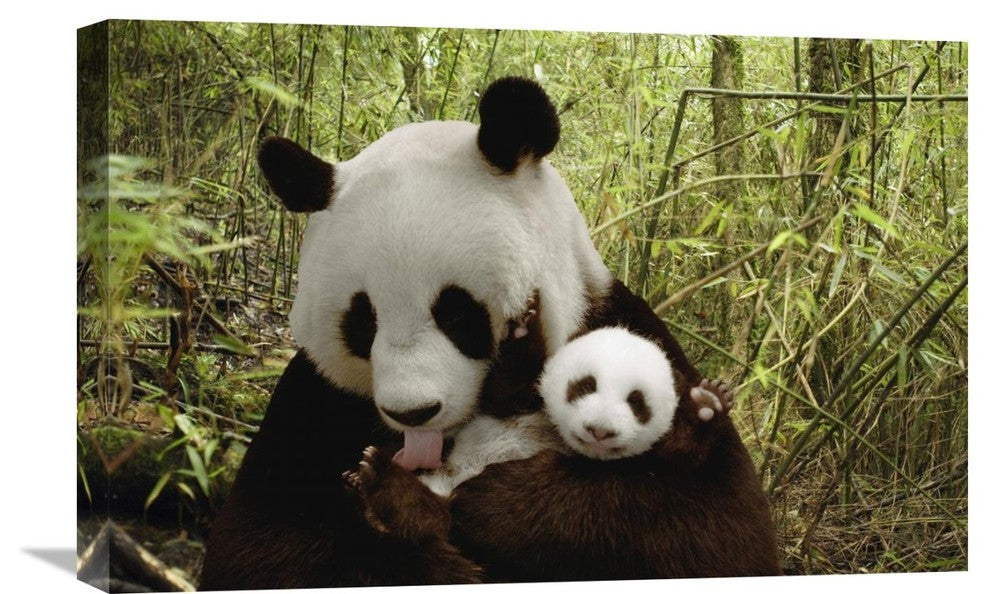 "Giant Panda Gongzhu And Cub, Wolong Nature Reserve, China" Artwork