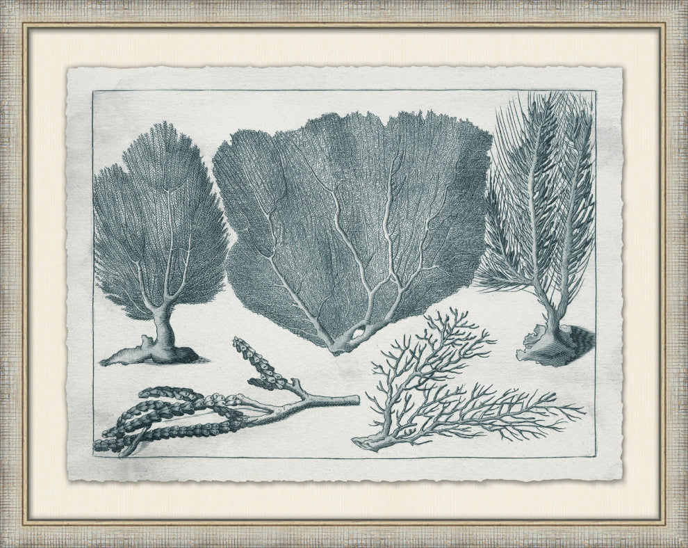 Aquatic Specimines 3, Giclee Reproduction Artwork