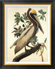 "Brown Pelican" Framed Canvas Giclee by John James Audubon, 24"x30"