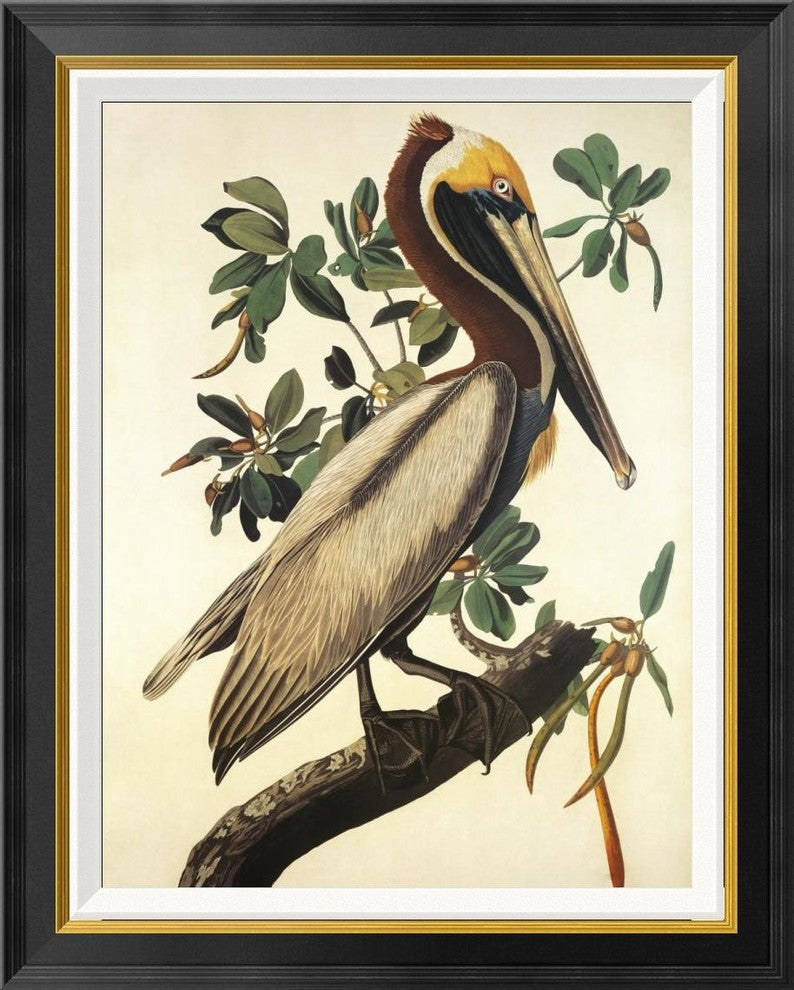 "Brown Pelican" Framed Canvas Giclee by John James Audubon, 24"x30"