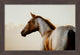Equestrian Gaze Small