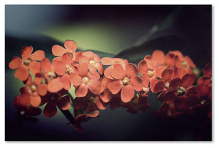 'Flowers Waiting' Canvas Art by Philippe Sainte-Laudy