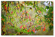 'Leaves in the Wind' Canvas Art by Philippe Sainte-Laudy