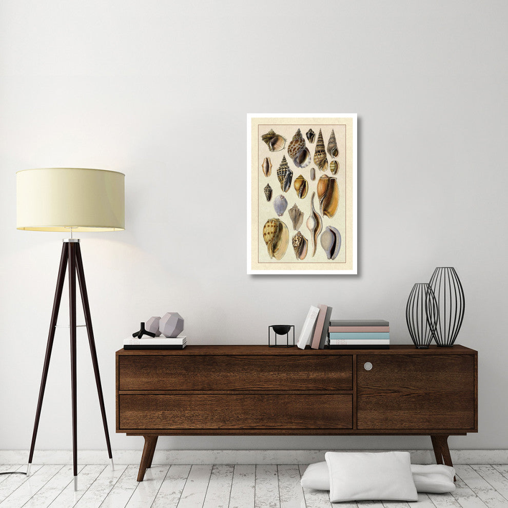 "Shells: Trachelipoda #6" Digital Paper Print by G.B. Sowerby, 26"x38"