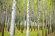 "Into the Woods, Six" Paper, 20"x30"