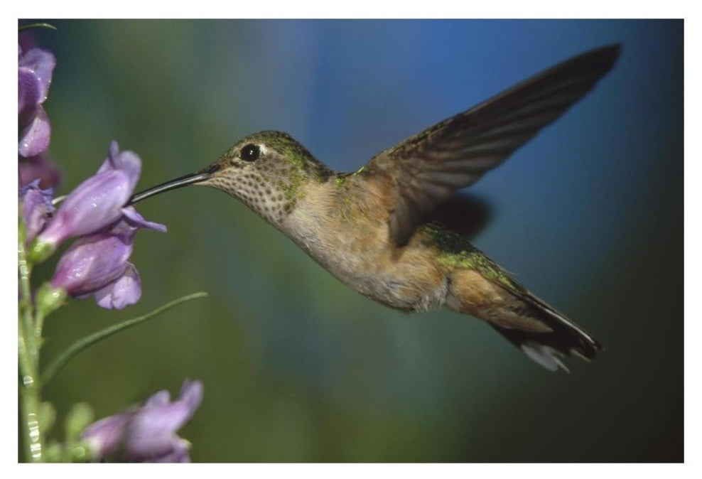 "Broad-tailed Hummingbird feeding on nectar" Paper Art, 32"x22"