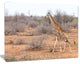 Giraffe Walking through African Forest, Animal Canvas Art Print, 60"x28"