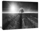 Beautiful Black White Lavender Field, Landscape Canvas Art, 20"x12"