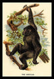 The Gorilla - Fine Art Giclee Print 24" x 36"