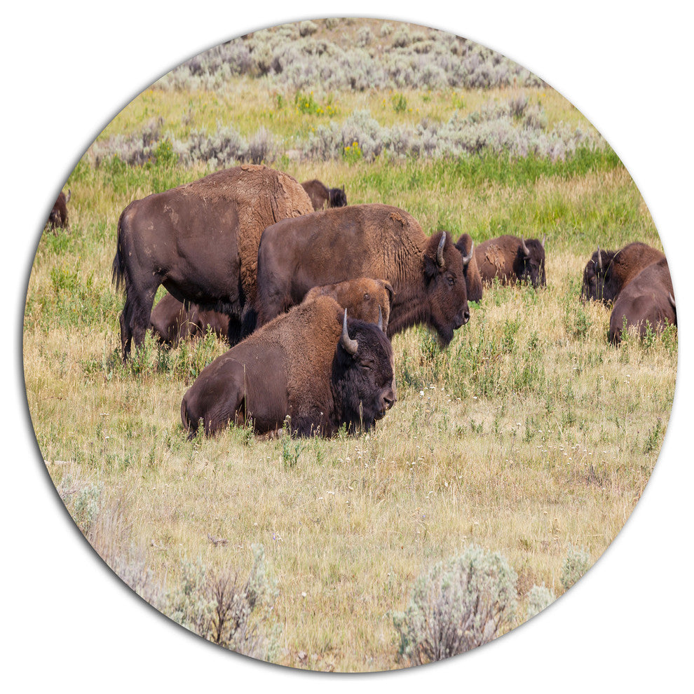 Grazing Gang Of Buffalos, Animal Round Wall Art, 11"