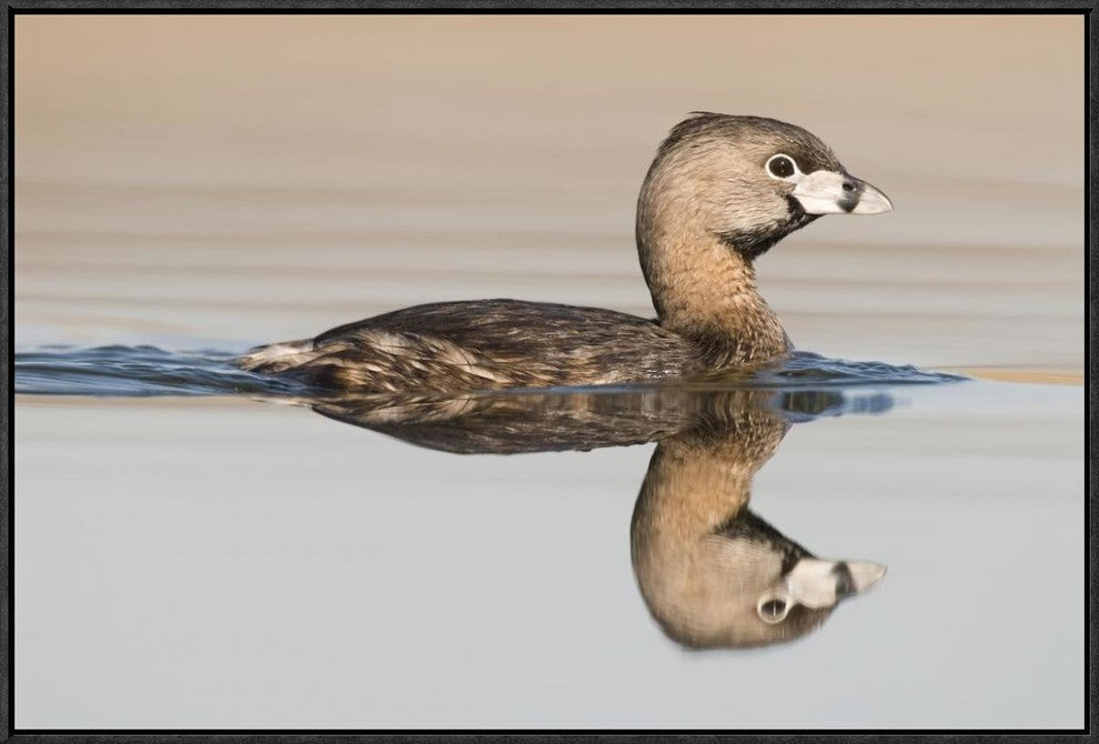 Pied-Billed Grebe Swimming, Island Lake Recreation Area, Michigan, 30"x20"