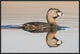 Pied-Billed Grebe Swimming, Island Lake Recreation Area, Michigan, 30"x20"
