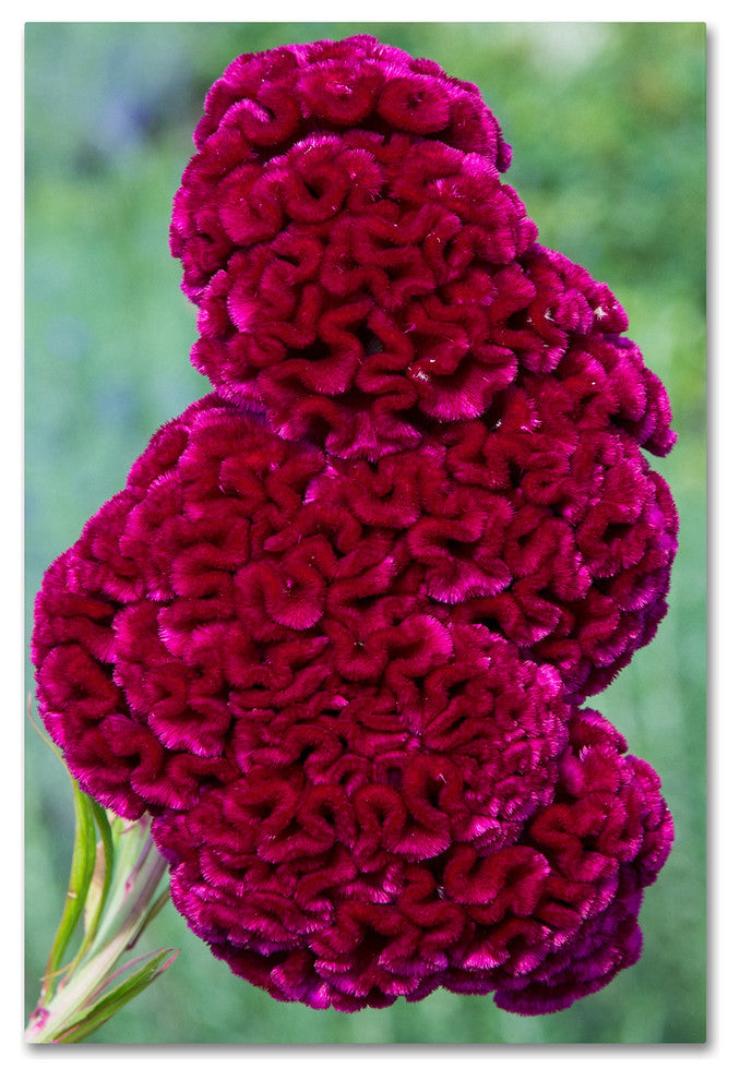 'Coxcomb Flower' Canvas Art by Kurt Shaffer