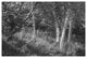 "Sunlit Birches II" Digital Paper Print by Sue Schlabach, 50"x34"