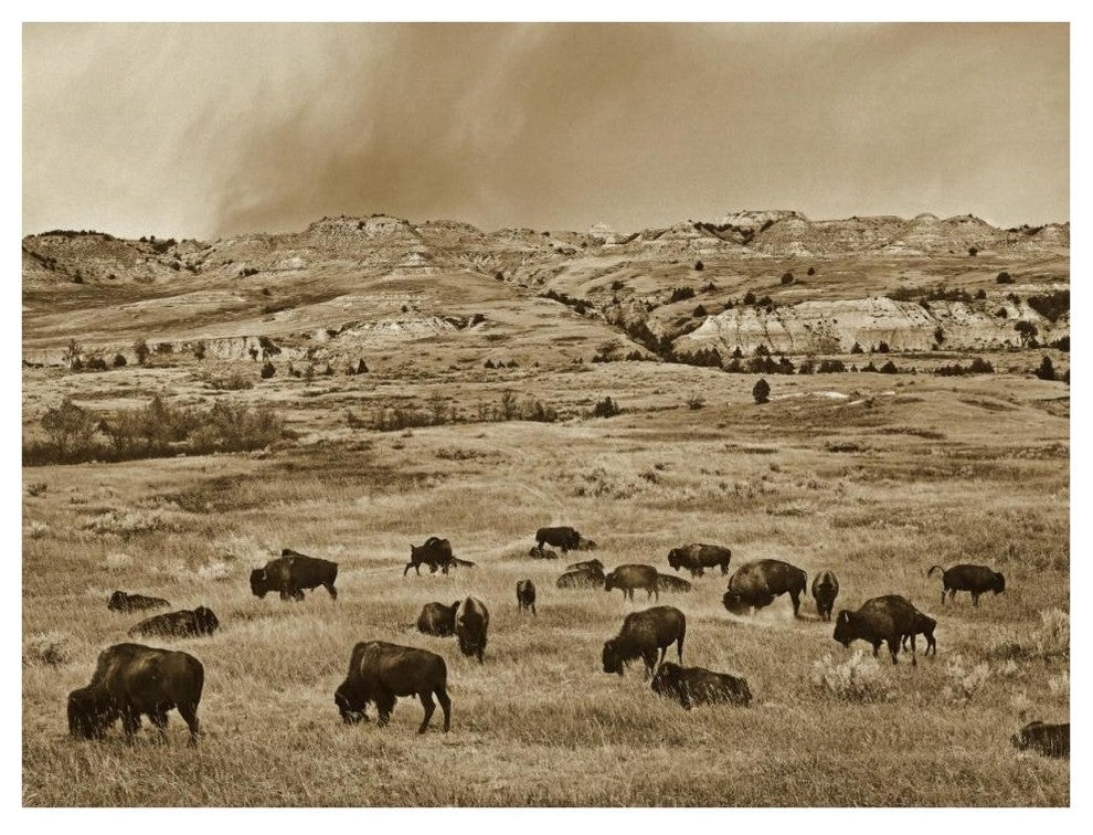 "American Bison herd grazing, Theodore Roosevelt NP" Paper Art, 42"x32"
