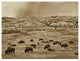 "American Bison herd grazing, Theodore Roosevelt NP" Paper Art, 42"x32"