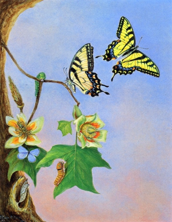 II Titian Ramsey Peale Butterflies (also known as Papilio Turnus) Wrapped Canvas