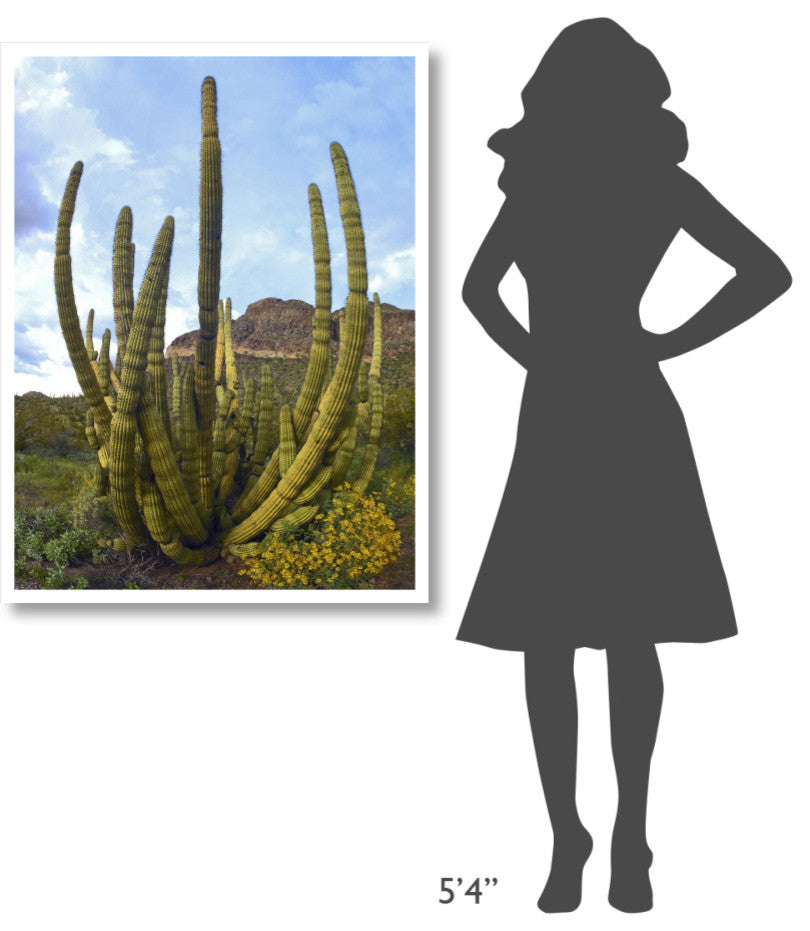 "Organ Pipe Cactus Arizona" Digital Paper Print by Tim Fitzharris, 32"x42"