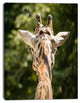 Giraffe Head Back View, Abstract Canvas Art Print, 30"x40"