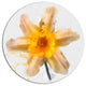 Yellow Narcissus Sketch Watercolor, Floral Disc Metal Artwork, 23"