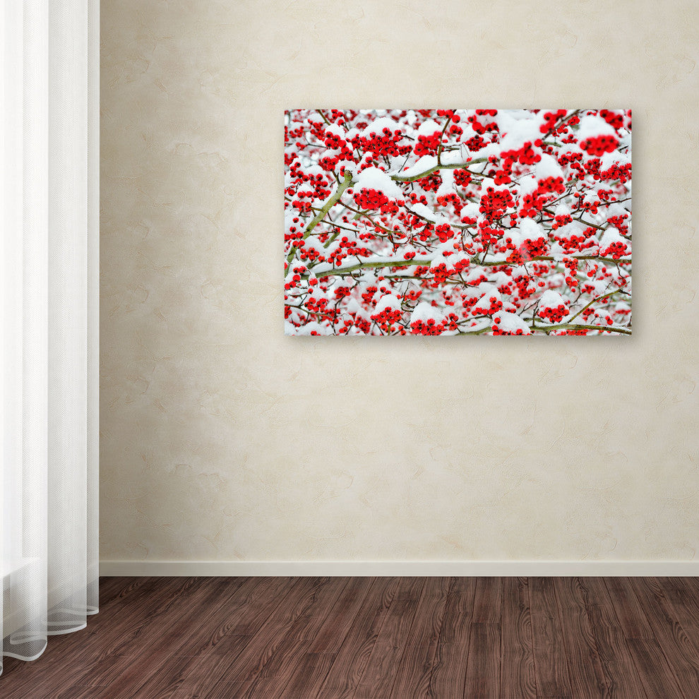 'Winter Berries in the Snow' Canvas Art by Kurt Shaffer