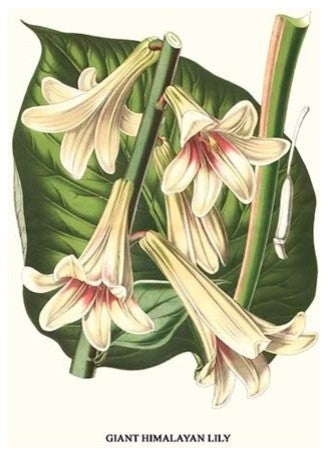 Giant Himalayan Lily - Gallery Wrapped Canvas Art 28" x 42"