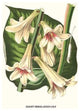 Giant Himalayan Lily - Gallery Wrapped Canvas Art 28" x 42"