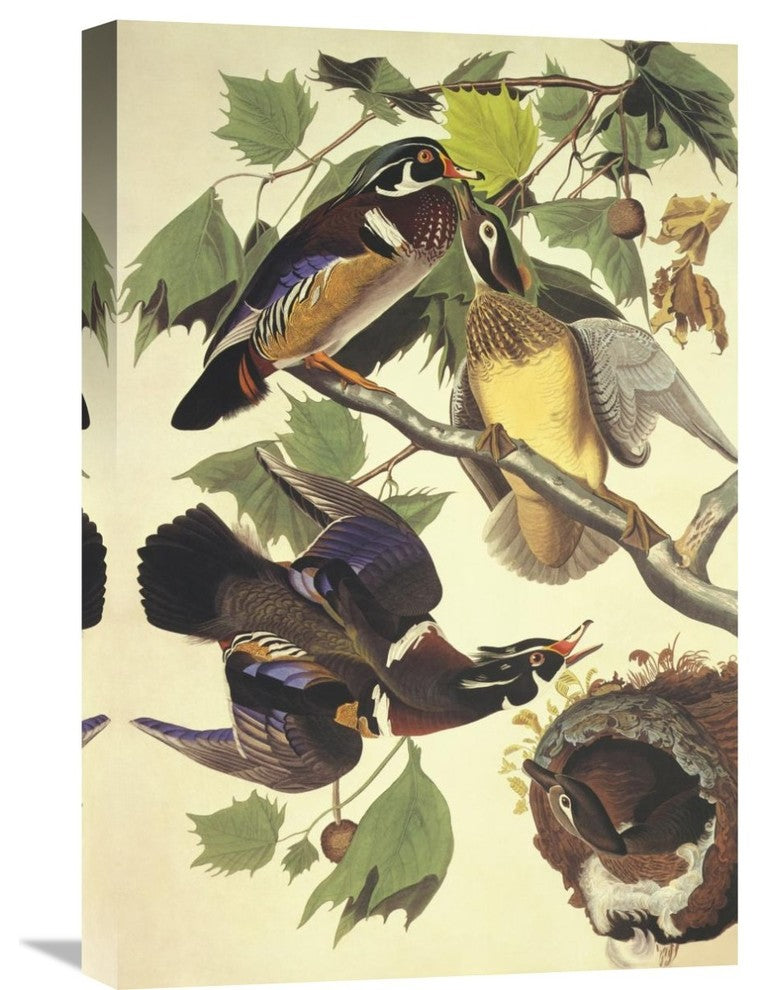 "Summer Or Wood Duck" Stretched Canvas Giclee by John James Audubon, 16"x24"