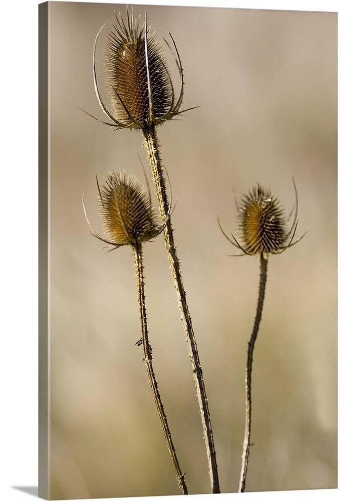 "Seed Pods" Wrapped Canvas Art Print, 32"x48"x1.5"