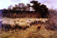Cornelis Van Leemputten A Return of the Flock, 18"x27" Wall Decal