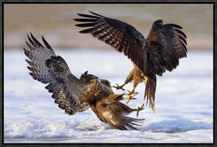 "Duel" Framed Canvas Giclee by Ivan Kluciar, 23x16"